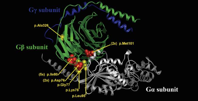 GNB1 Protein