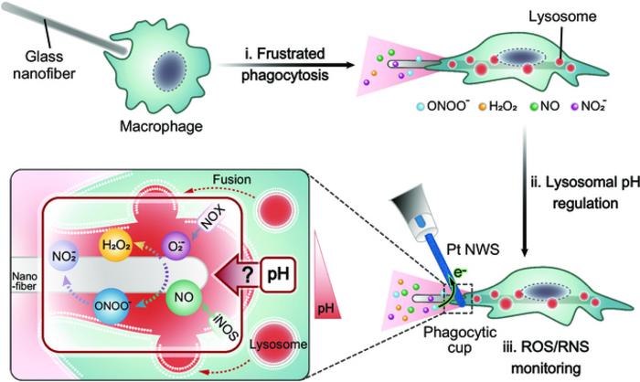 ROS and RNS Fluxes at a Macrophage Phagocytic Cup Monitored by Platinum Nanoelectrodes During Lysosomal pH Changes