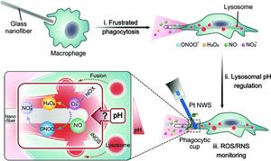 ROS and RNS Fluxes at a Macrophage Phagocytic Cup Monitored by Platinum Nanoelectrodes During Lysosomal pH Changes