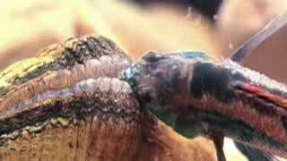 Threats to Freshwater Mussels and the Consequences for Ecosystems