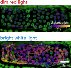 Chloroplasts in an Elodea densa plant cell (green), overlayed by their tracked movements over twenty minutes
