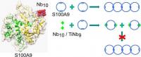 Amyloid dissolved