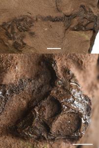 Fossil