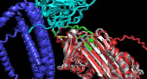 Scientists pinpoint protein shapes that track Alzheimer’s progression