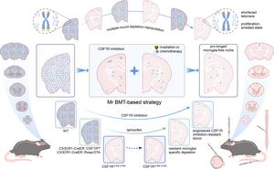 Strategies and principles for establishing a prolonged microglia-free niche to achieve meaningful and efficient microglia replacement.