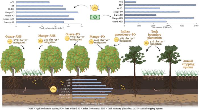 Carbon storage and economic efficiency of fruit-based systems in semi-arid region: a symbiotic approach for sustainable agriculture and climate resilience