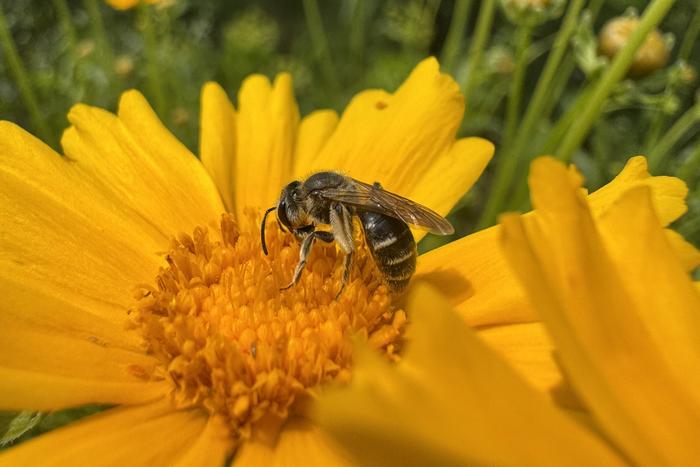 A bee visiting a native wildflower