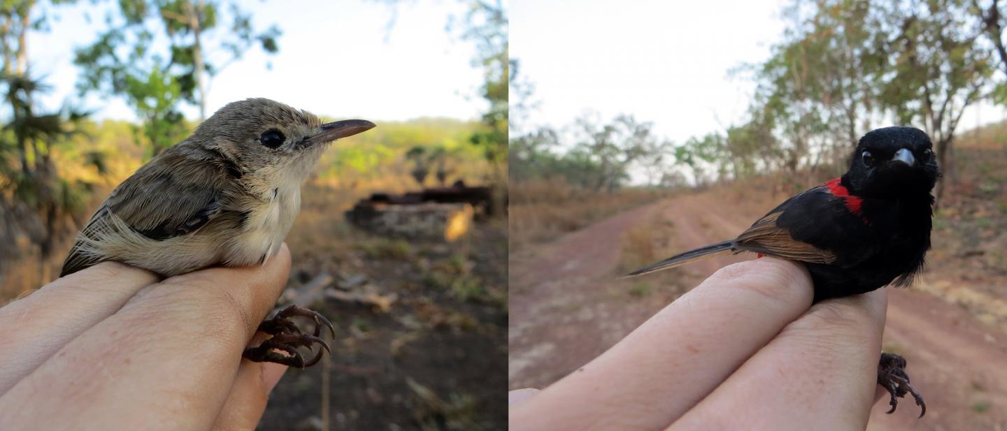 Male Red-backed Fairywren