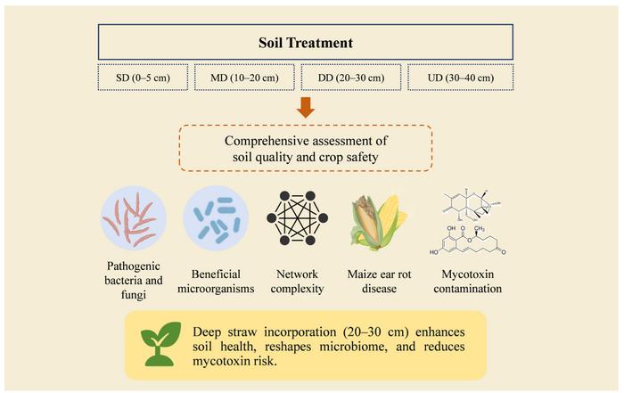 Deep straw incorporation reduces maize ear rot and mycotoxin contamination by improving soil health and microbial community