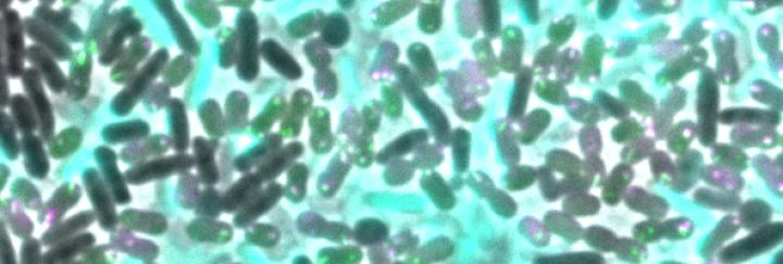 Bacterial Competition at the Microscale