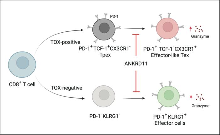 Proposed dynamics of antigen-specific CD8+ T cell populations regulated by Ankrd11 in chronic infection and cancer