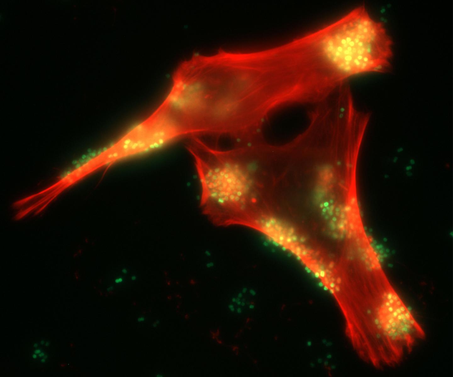 How Bacteria Promote their Own Success (4 of 5)