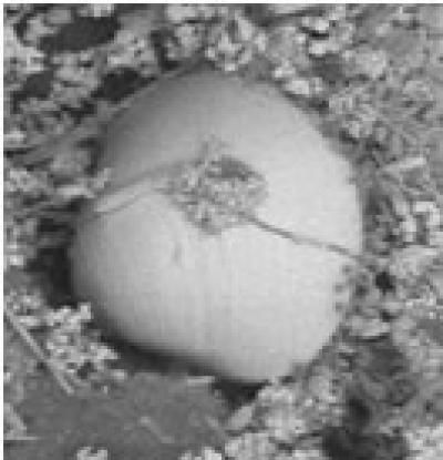 Quagga Larvae