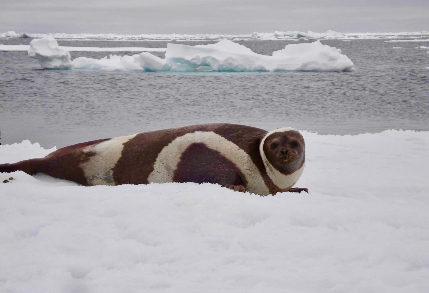 Ribbon Seal
