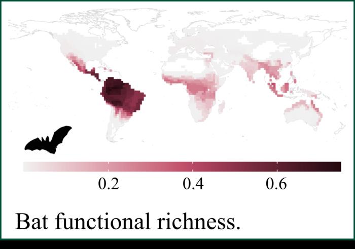 Geographic history has influenced bat evolution