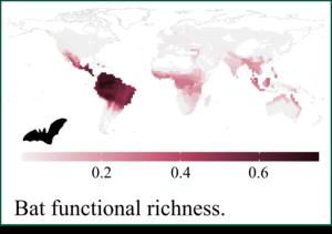 Geographic history has influenced bat evolution