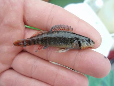 Rainbow Darter