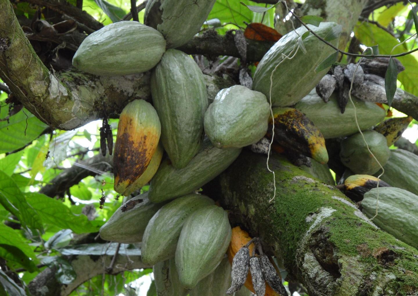 Cacao Pods