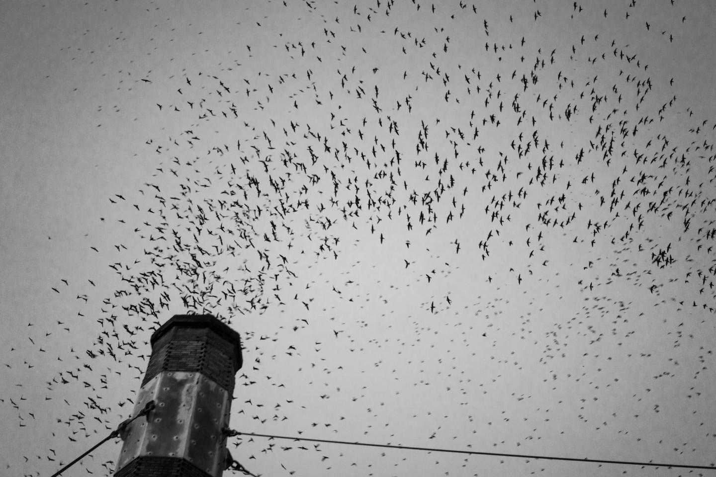 Vaux's Swifts