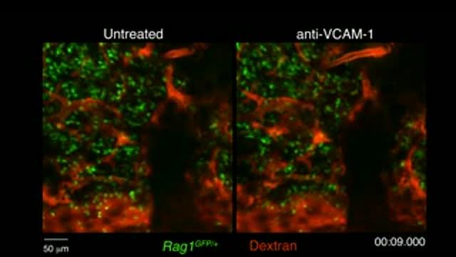 B Cell Migration Blocked