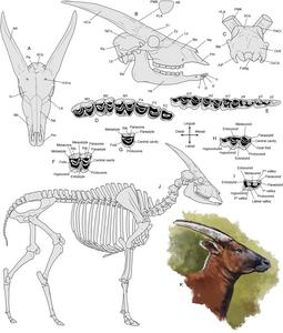 First of a line or last of a dynasty? Parabos tigneresi and the evolution of eurasian bovinae in the early pliocene