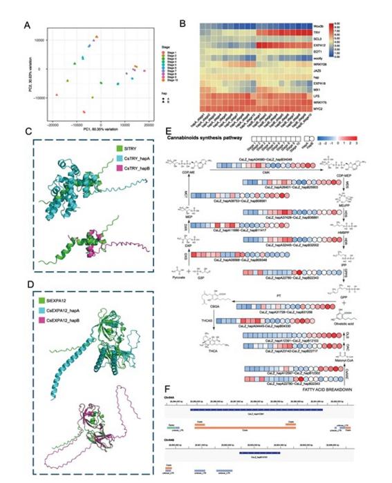 Allele-specific regulation and structural divergence shape trichome development and cannabinoid biosynthesis.