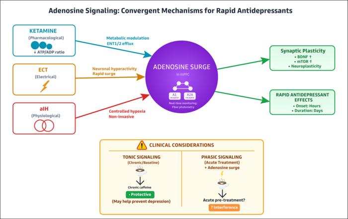 Adenosine Signaling: Convergent Mechanisms for Rapid Antidepressants.