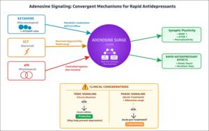Adenosine Signaling: Convergent Mechanisms for Rapid Antidepressants.