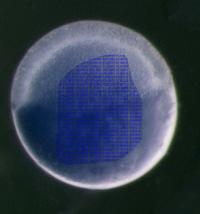RNA Element Selection Assay
