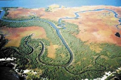 Foundation of the Marshes: Spartina Grass