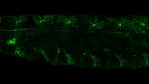 Sensory cells in lights