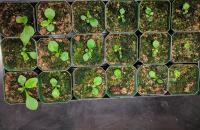 Digitalis lanata seedlings