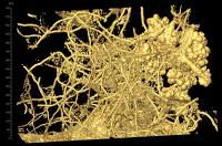 Three-Dimensional Reconstruction