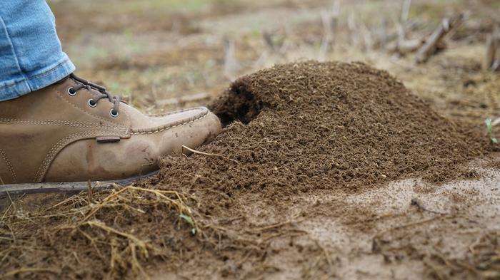 FIre Ant Mound
