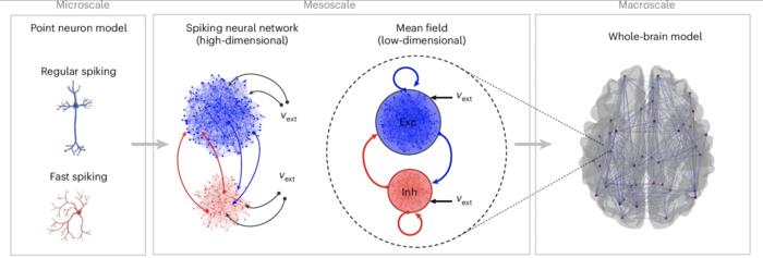 Bottom-up construction of the whole-brain modelling framework