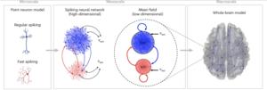 Bottom-up construction of the whole-brain modelling framework