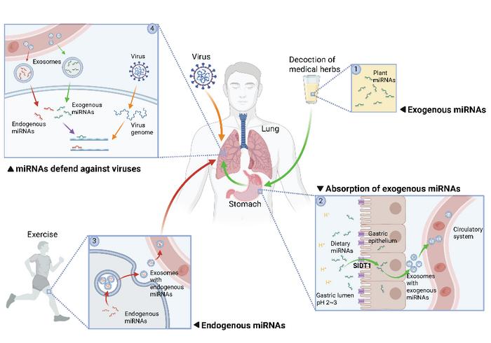 Extracellular RNAs from diverse sources constitute an integrated RNA immunity network in the human body.