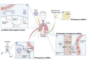 Extracellular RNAs from diverse sources constitute an integrated RNA immunity network in the human body.