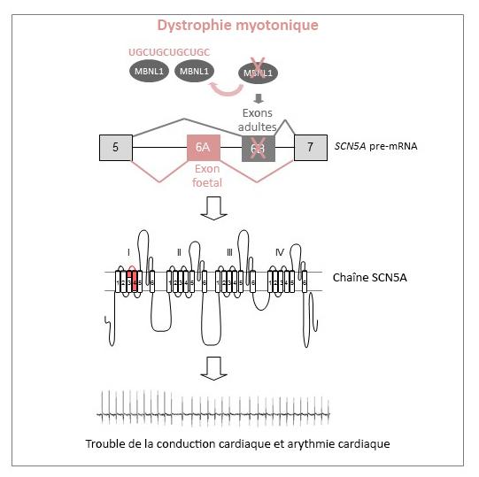 Alternative Splicing Model