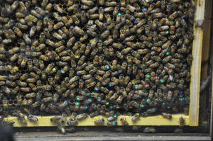 Marked bees on comb