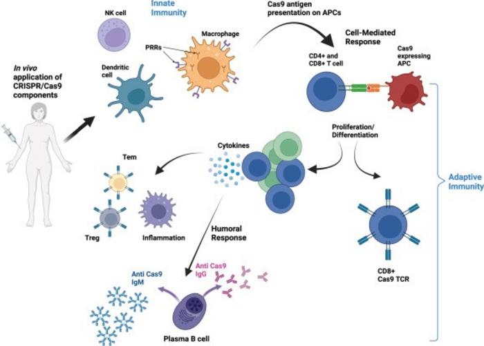 Activation of innate and adaptive immunity in response to Cas9.