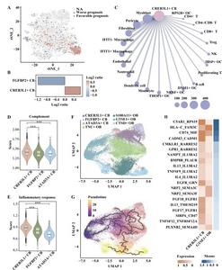 CREB3L1+ CB cells displayed increased interactions with fibroblasts in metastasis.