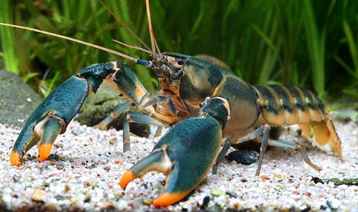 <i>Cherax snowden</i> 1