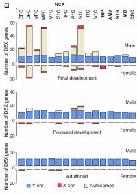 Males Show More Sex-biased Gene Expression