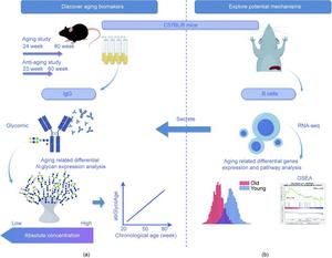 Study design for predicting biological age from aging-associated glycans in IgG by integrating glycomics and transcriptomics.