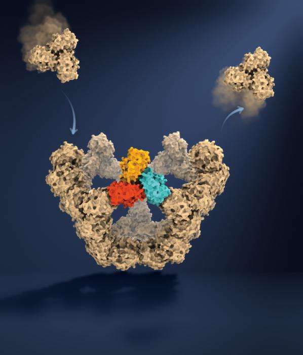 Illustration of virus-like particle self-assembly.