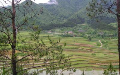 Rice Paddies in China