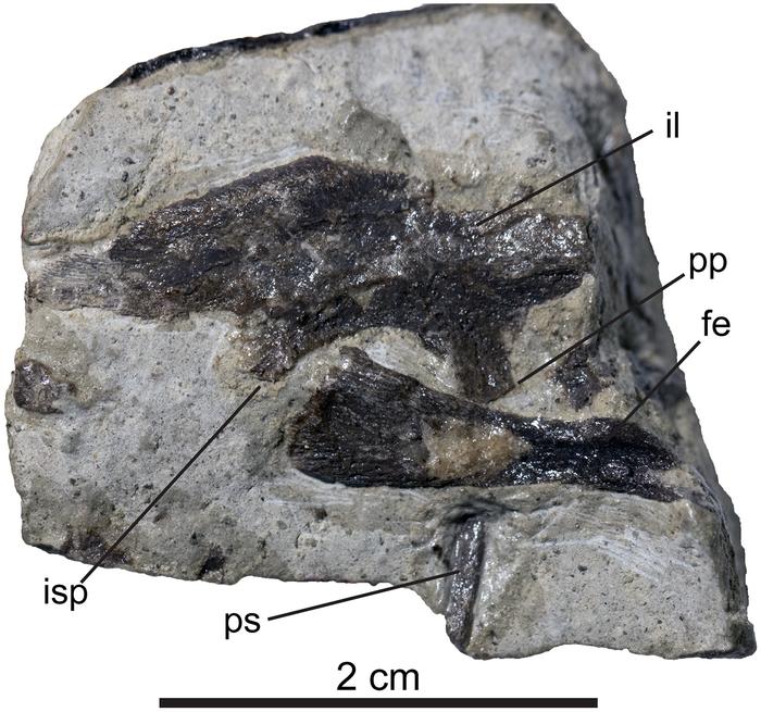 Pelvic and hindlimb osteology and ontogeny of a troodontid from the upper member of the Two Medicine Formation (Cretaceous) of Montana