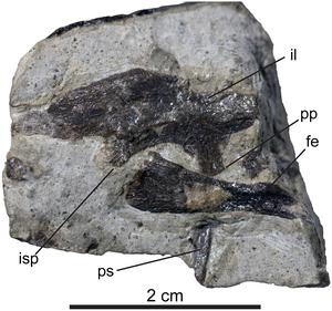 Pelvic and hindlimb osteology and ontogeny of a troodontid from the upper member of the Two Medicine Formation (Cretaceous) of Montana
