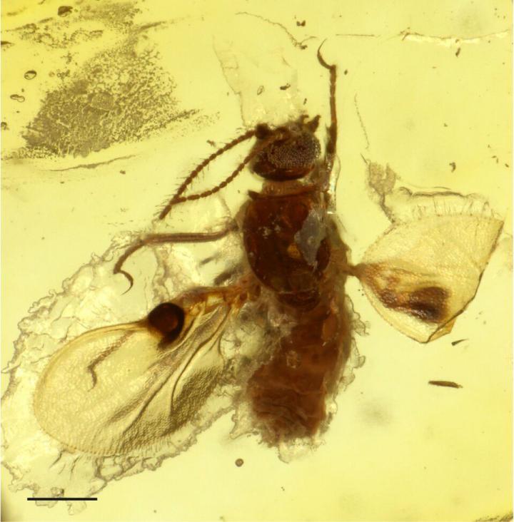 The Biting Midge is Encased in Amber